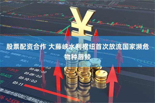股票配资合作 大藤峡水利枢纽首次放流国家濒危物种唇鲮